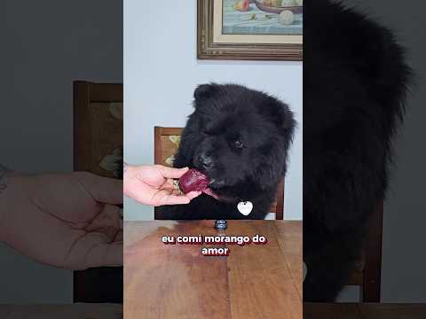 RECEITA: MORANDO DO AMOR PARA O SEU PET #receita #morangodoamor #cachorro #shorts #pets