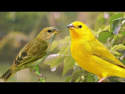 CANÁRIO DA TERRA FÊMEA CHAMANDO E CANTANDO