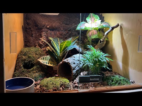 What Do You Think About My Progress On The NEW Reptile Display?