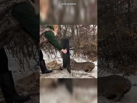 Essa Garota Ajudou o Amigo Lince-pardo 😍