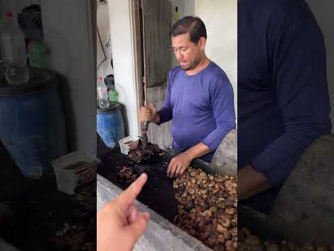 Tem que prestar atenção nisso aqui abrir na castanha do caju ￼