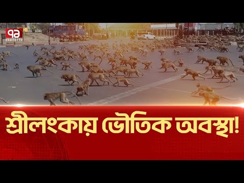 বানরের কাছে হার মানলো  শ্রীলঙ্কা! | News | Ekattor TV