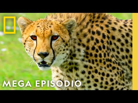 Planeta Hostil: Megaepisodio | Nat Geo en Español