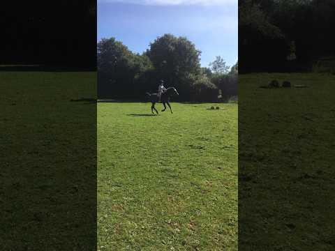 Oops 😬😅 #equine #horse #equestrian #rider #funny #fail #oopsie #riding #horses #pony #ponies #fyp
