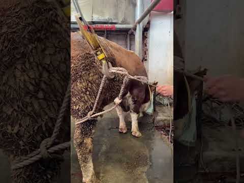 #SimmentalImprovedStahlBull #FrontlineVeterinaryWorkers #authentic #ecologicalbal #food #1million