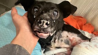 She Ran Into Fire to Save Her Babies—Now She’s Fighting for Her Own Life!