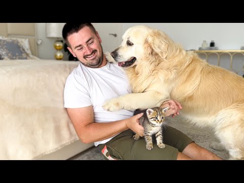 Jealous Dog ATTACKS Me for Petting Kittens