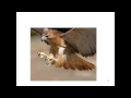 Energy Flow in Ecosystems