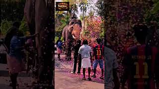 ഞങ്ങളിങ്ങനാ...| ആന | #malayalamfilmsongs #elephant