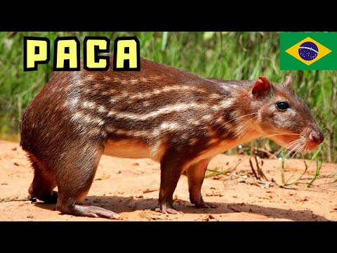 JÁ VIU UMA PACA? É O SEGUNDO MAIOR ROEDOR DO BRASIL! UM ANIMAL NOTURO MUITO DIFÍCIL DE SER OBSERVADO