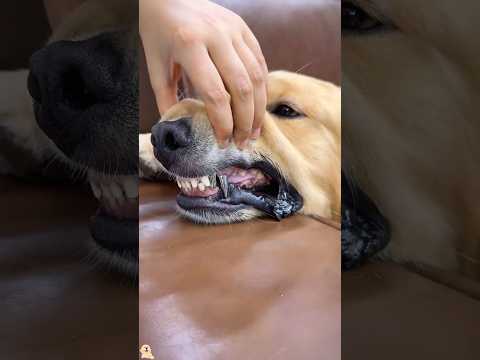 How strong are puppy teeth? #shortvideo #animals #cute #dog