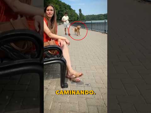 El reencuentro de un perro con su dueña después de 5 años #shorts