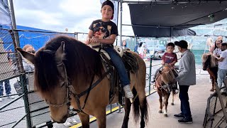 El caballo percherón paseando Arley y Oliver en los ponis caminando por los tianguis de california