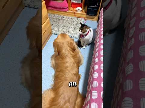 This dog and cat are best friends #shortvideo #rescue #animals #respect