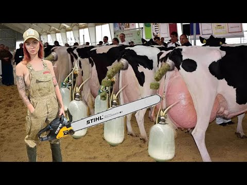 Unbelievable Cow Transport with Massive Tractors & Dairy Farm Girls