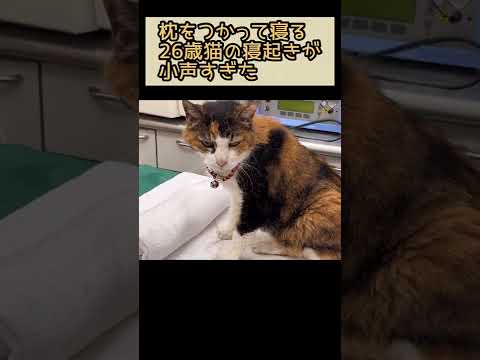 ２６歳猫の寝起きの声が小声すぎてかわいい…！【長寿猫ナナさん】#shorts