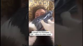 Where is the catnip 😂😂 #trending #comedy #funny #cat #jaymaccomedy #viralvideo