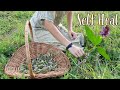 Self-Heal Plant Knowledge Assessment