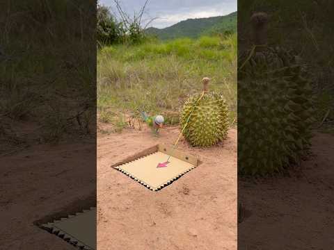 Easy Creative Parrot Trap Using Durian Fruit and Paper #shorts