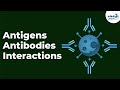Antibody Production and Immunity Concepts