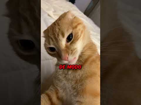 El Interruptor De Apagado Que Tienen Los Gatos #tonyfranco #curiosidades #shorts