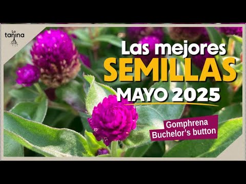 ¡Descubre las VARIEDADES MÁS ESPECIALES para un huerto espectacular!👌