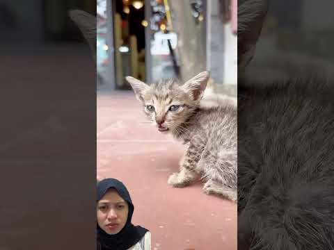 ANAK KUCING LUCU, AKU AKAN MERAWATMU