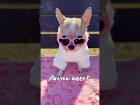 I’m your doggy!Again🩷#chihuahua #doglover #puppy #cutedog #funnydogs #dogshorts #shorts #funny