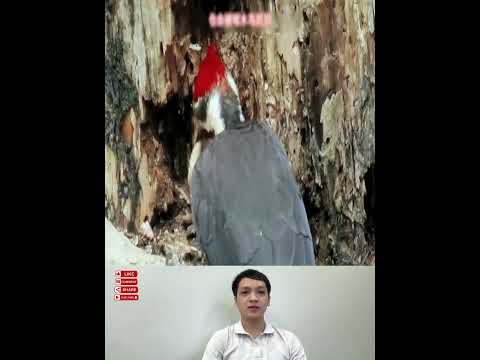 Chim gõ kiến ​​đôi khi đục lỗ trên cây #kynangsong #bàihọccuộcsống #funny