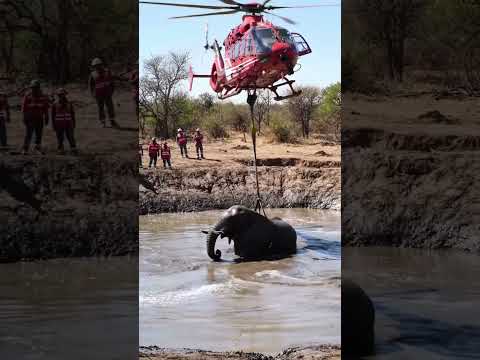 Rescue Helicopter #rescue #wildliferescue #animals