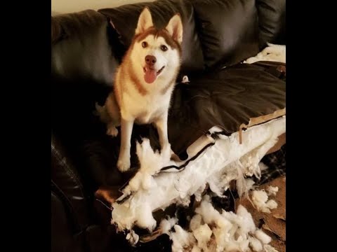 😺 Ты же хотел новый диван?! 🐕 Смешное видео с собаками, кошками и котятами! 😸