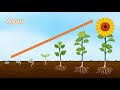 Germination and Plant Growth Concepts