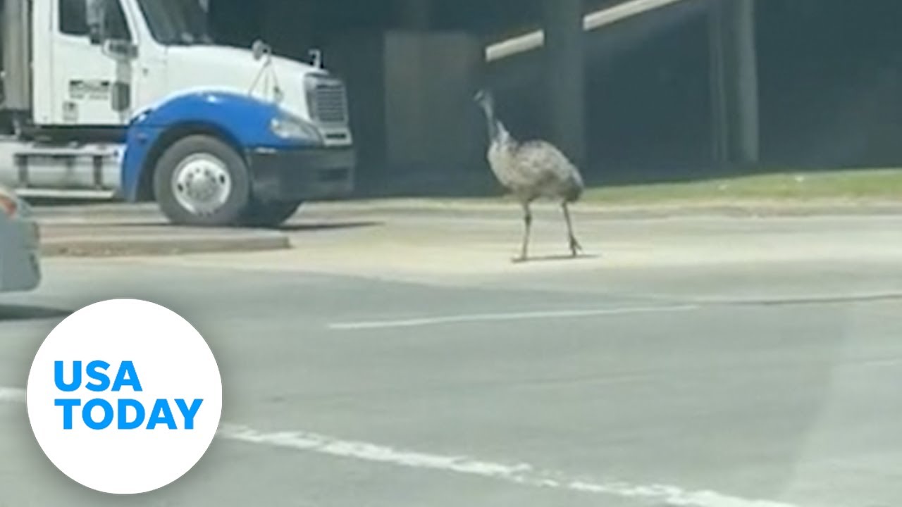 Emu darts down Houston roadway after escaping from home | USA TODAY￼
