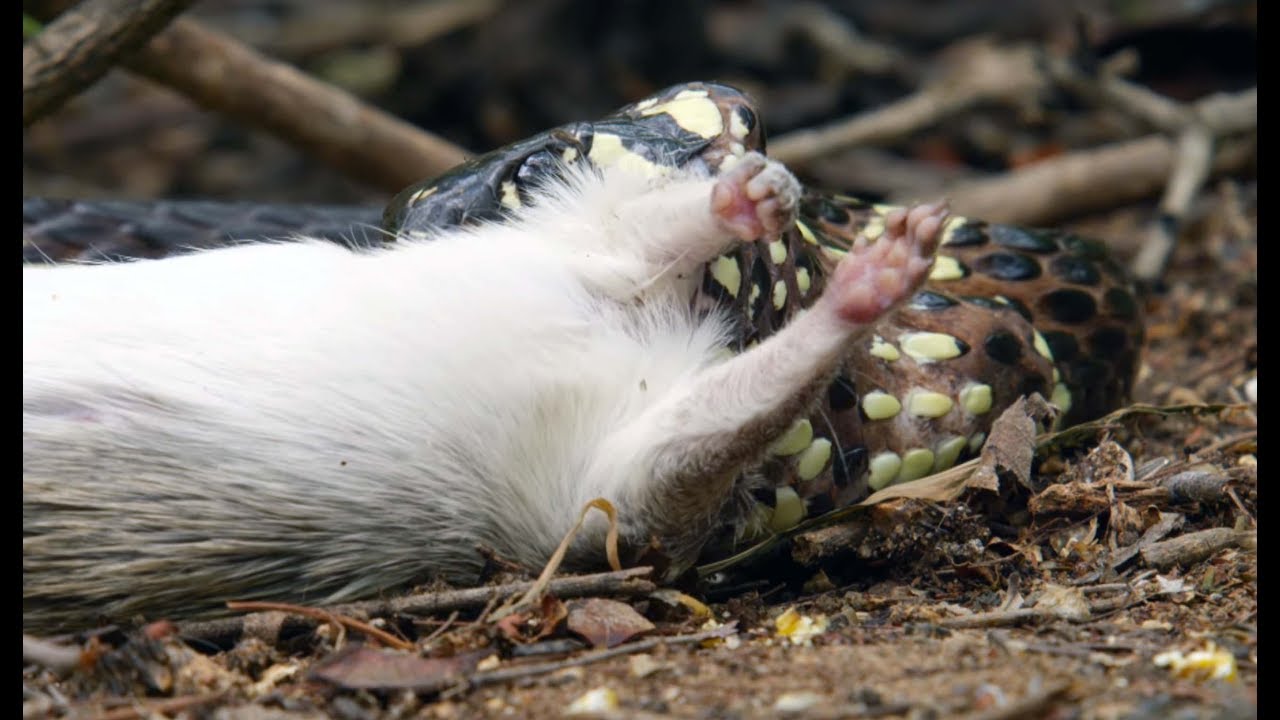 Snake Kills Rodent Which Fascinates Baby Capuchin Wild Brazil BBC Earth