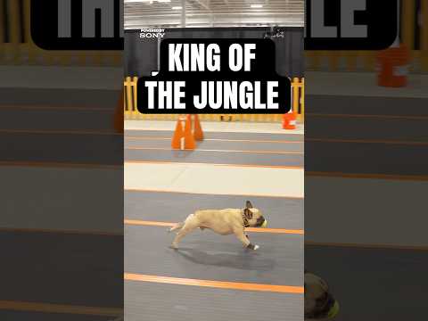 The coolest racing dog? #flyball