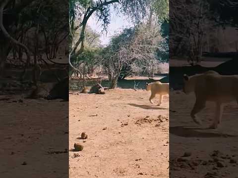 👆🏻 The warthog went to hit the leopard too #wildlife #africatravels #travel #youtubeshorts