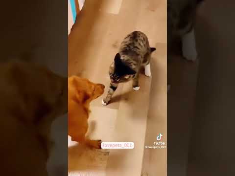 Les chats et chiens très amusants