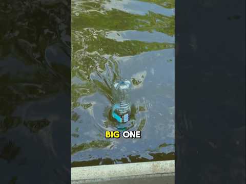 Catching The Biggest Fish in our Pond 😮 🐟 (part 7) #fishing #shorts