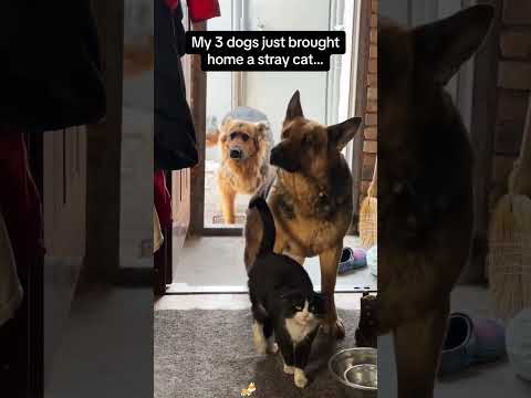 Dogs bring back special friends😆🐕