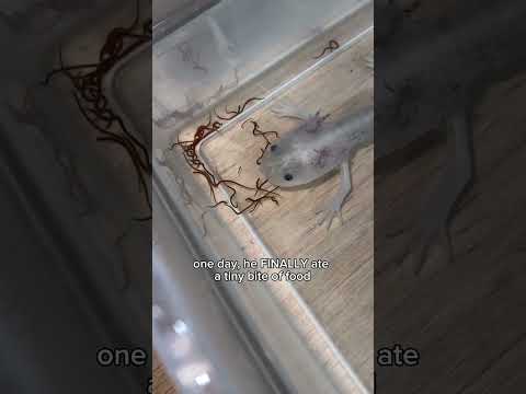 Unexpected Visitor: The Day We Found an Axolotl at Our Doorstep ๐โจ