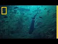 Exploring Six-Gilled Sharks with Ocean Explorer