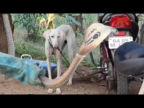 Cobra को पकड़ने के लिए 5 ton लकड़ी को हटाना पड़ा।To catch Cobra,5 tons of wood had to be removed.😱