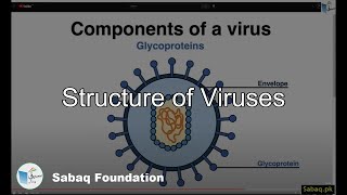 Structure of Viruses