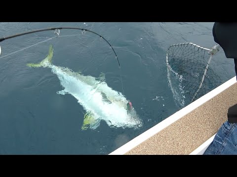 キャスティングで釣りよか史上最大の巨大ヒラマサが！！！！！