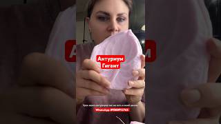 #холодныйфарфор #рецепты #магияфлористики #кондитер #антуриум