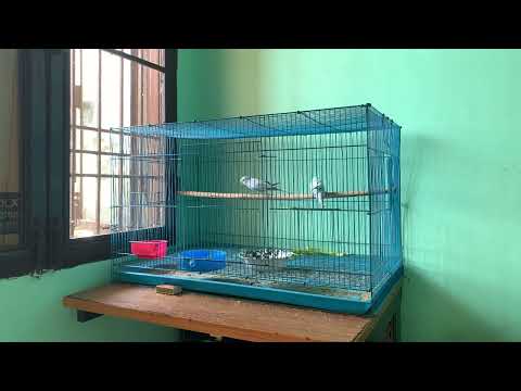 Budgies parrot Single Cage Breeding Update//   New setup in My Room