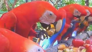 En güzel papağan videosu