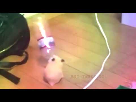 hammie boye v2 - new and improved