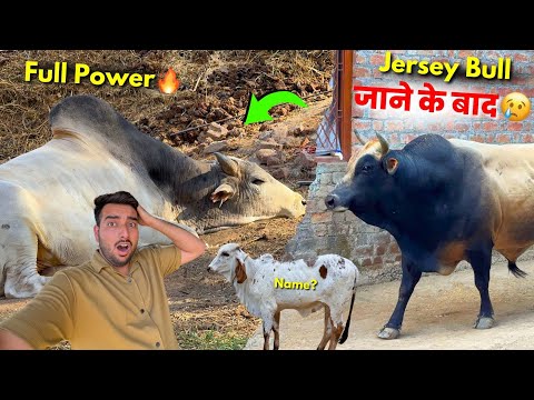 Jersey Bull to gya😰Or Desi Bull Power me aa gaya🔥