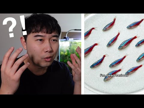 Fishkeeper STUNNED by COOKED Neon Tetra Dish | Fish Tank Review 290